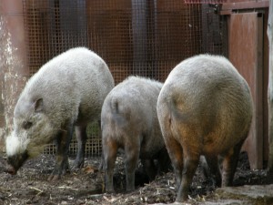 Bearded Pigs